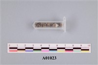 藏品(有孔蟲砂)的圖片